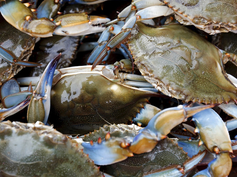 Fresh Live Crabs Southern Tides Fishing Charters & Tours